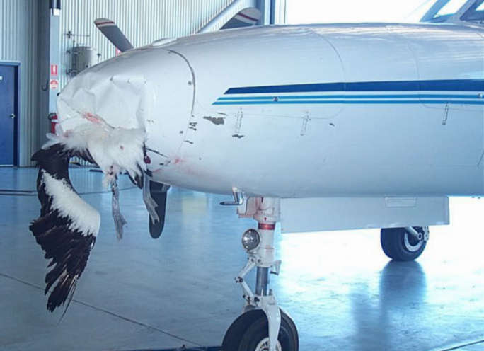 Pelican Strikes Nose of Aircraft.jpg