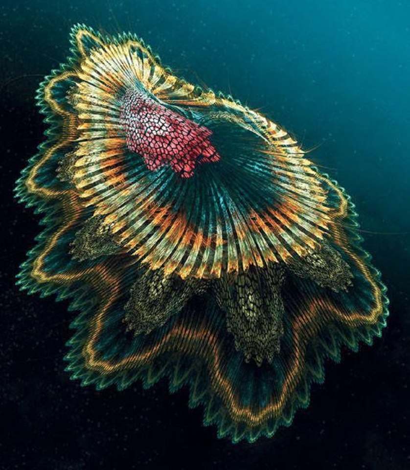 meduzajakdzielosztuki.jpg