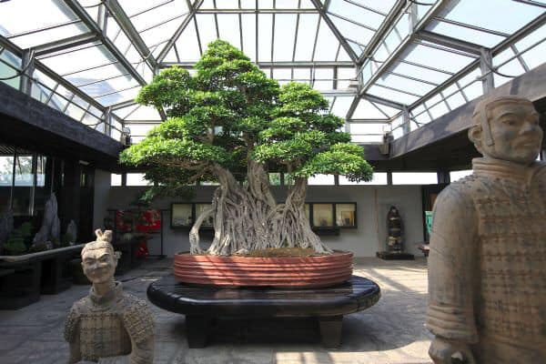 bonsai 1000 lat też.jpg